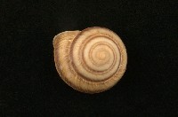 藏品(鹿野氏蝸牛)的圖片